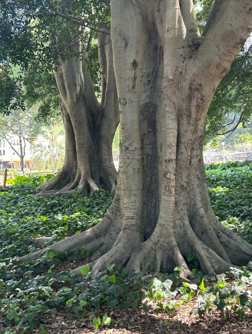 Tree root flares were on full display in Sydney, as it should be.